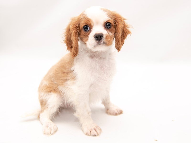 Cavalier King Charles Spaniel-DOG-Male-Blenheim / White-2286289-My Next Puppy