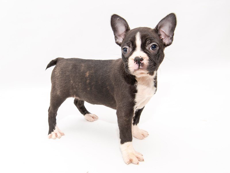 Boston Terrier-DOG-Female-Black Brindle / White-2286305-My Next Puppy