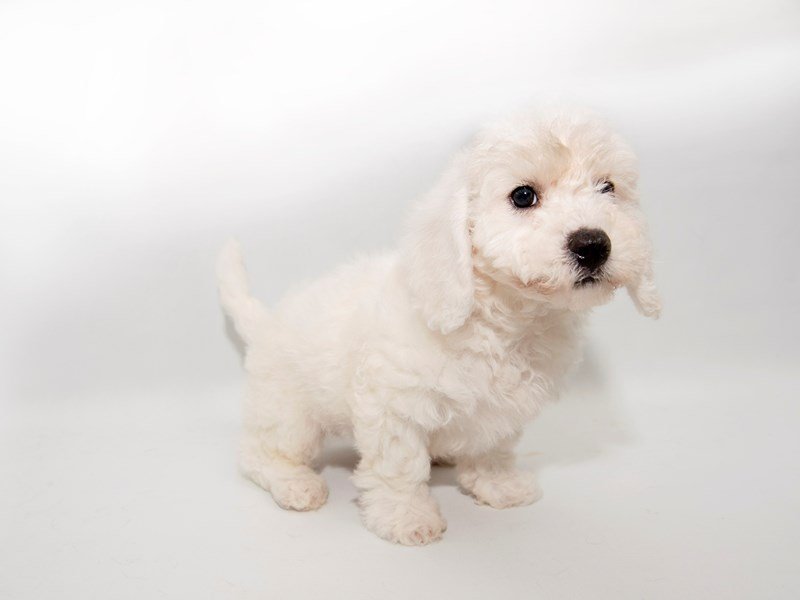 Bichon Frise-DOG-Male-White-2287588-My Next Puppy