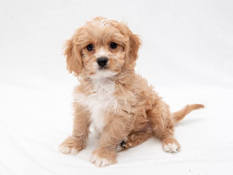 A store cavachon dog