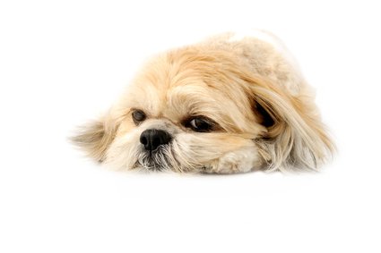 Lhasa apso hot sale hypoallergenic