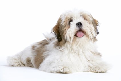 is a lhasa apso a good family dog