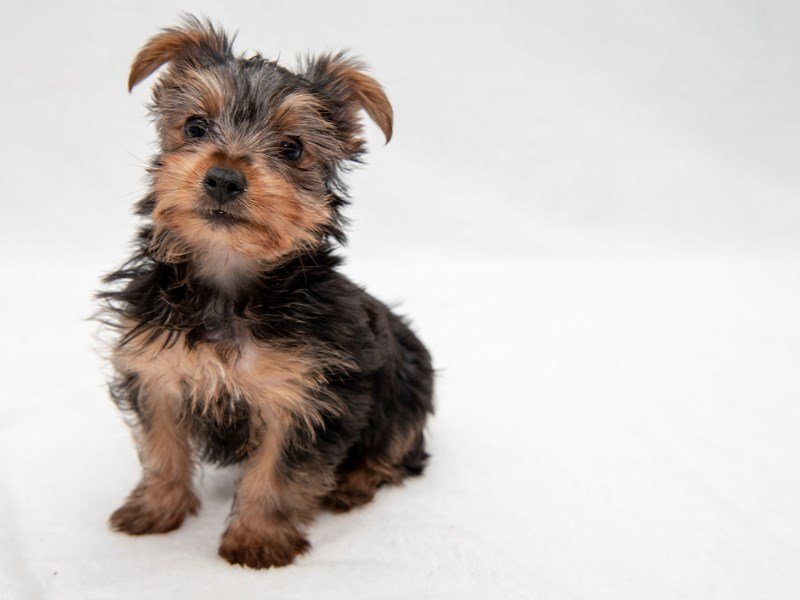 Yorkshire Terrier-DOG-Male-Black / Tan-2255268-My Next Puppy