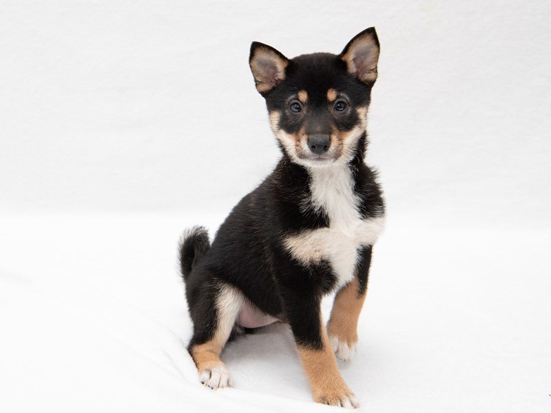Shiba Inu-DOG-Female-Black / Tan-2261860-My Next Puppy