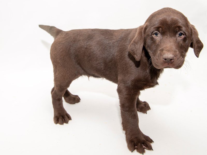 Labrador Retriever-DOG-Male-Chocolate-2286285-My Next Puppy