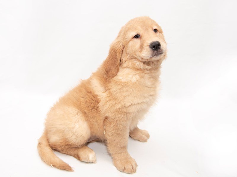 Golden Retriever-DOG-Female-Golden-2286287-My Next Puppy