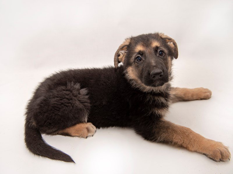 German Shepherd-DOG-Female-Black Tan / White-2287635-My Next Puppy