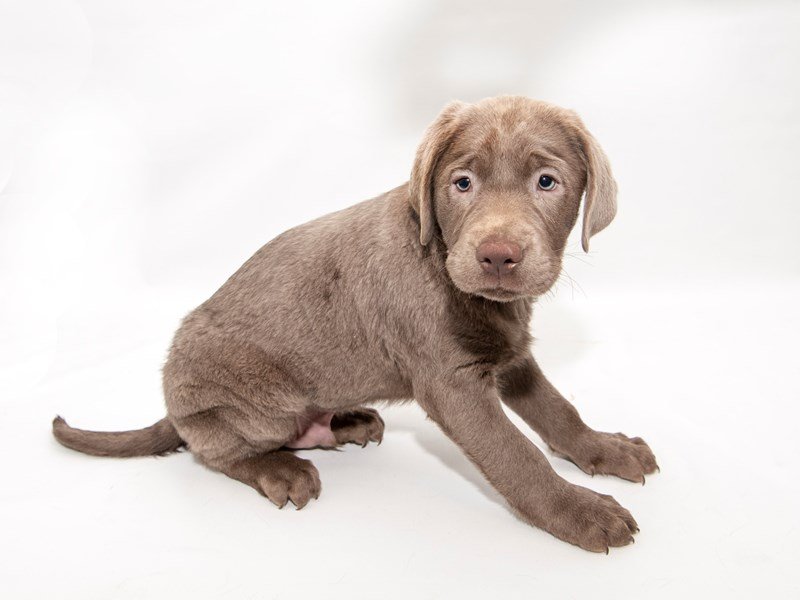 Labrador Retriever-DOG-Male-Silver-2287639-My Next Puppy