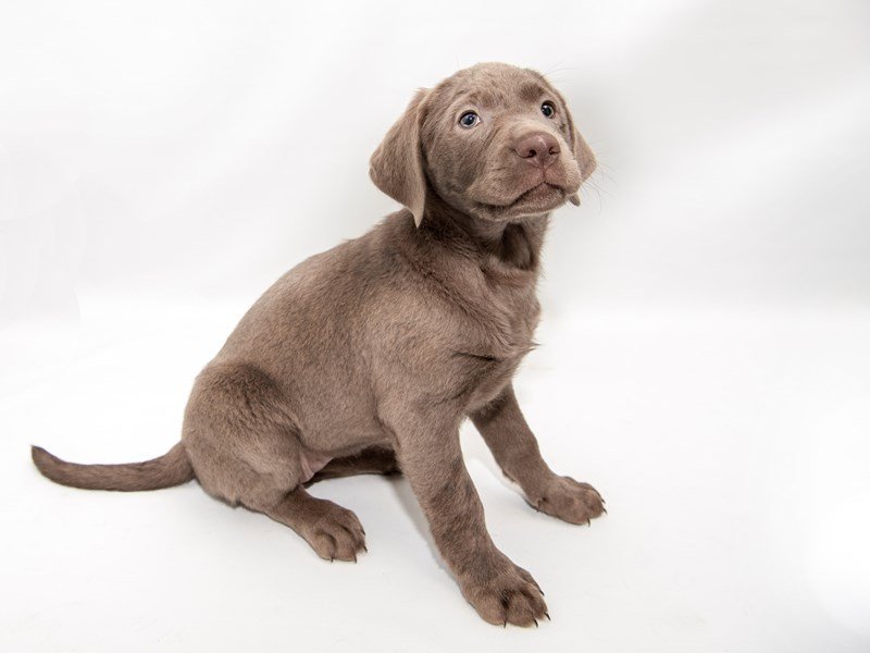 Labrador Retriever-DOG-Female-Silver-2287644-My Next Puppy
