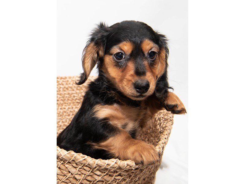 Dachshund-DOG-Female-Black / Tan-2291718-My Next Puppy