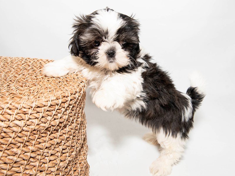 Shih Tzu-DOG-Female-BRDL & WH-2291395-My Next Puppy