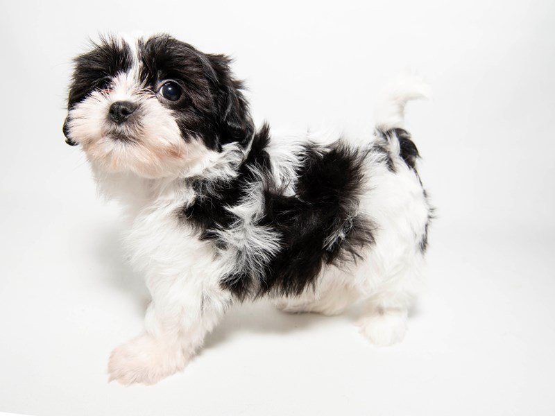 Teddy Bear-DOG-Female-BLK & WH-2291393-My Next Puppy