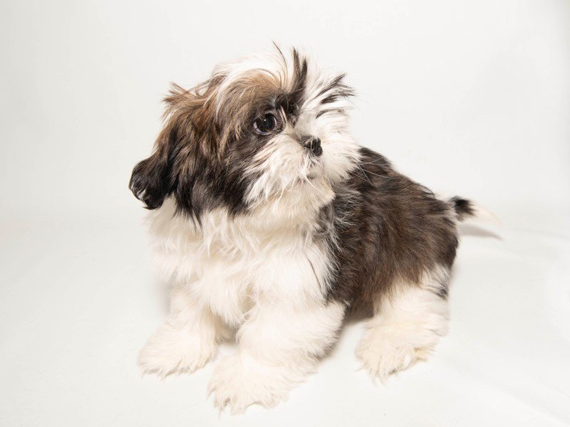 Shih Tzu-DOG-Male-White / Gold-2291714-My Next Puppy