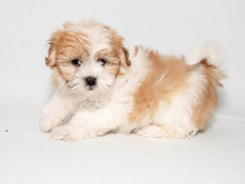 Shih Tzu-DOG-Male-GLD & WH-2291396-My Next Puppy