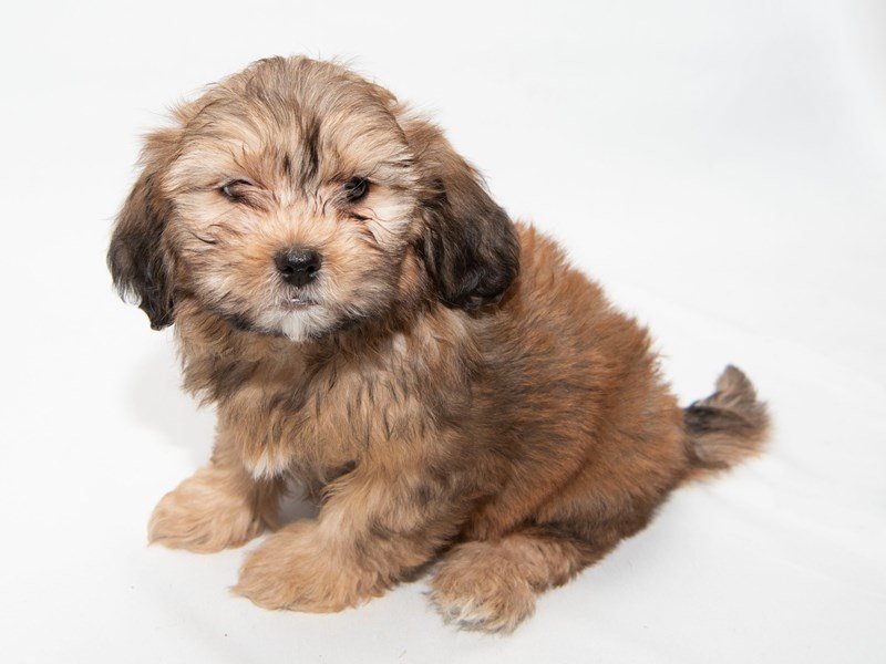 Shihpoo-DOG-Male-Gold-2297866-My Next Puppy