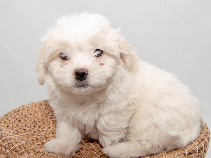 Teddy Bear-DOG-Female-White-2297881-My Next Puppy