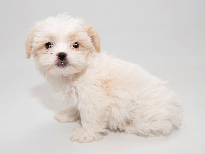 Teddy Bear-DOG-Female-White-2297882-My Next Puppy