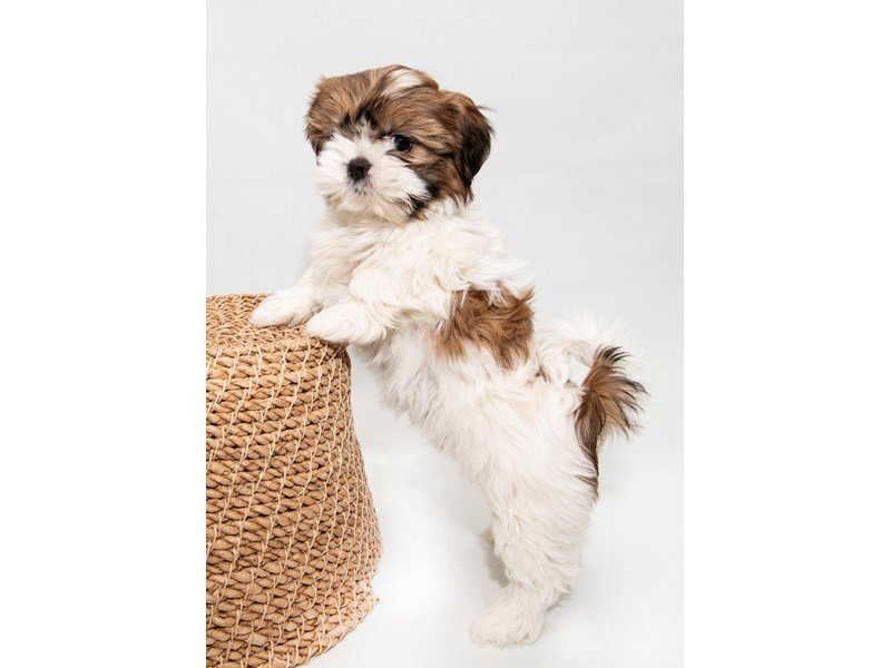 Shih Tzu-DOG-Female-White / Gold-2297885-My Next Puppy