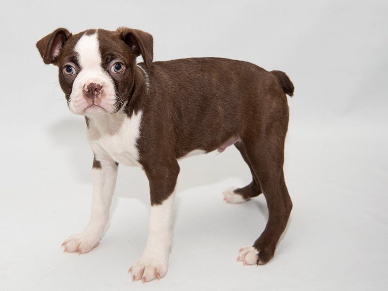 Boston Terrier-DOG-Male-Seal Brindle / White-2297901-My Next Puppy