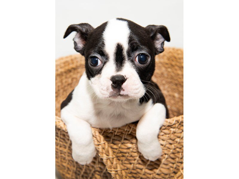 Boston Terrier-DOG-Female-Black Brindle / White-2297902-My Next Puppy
