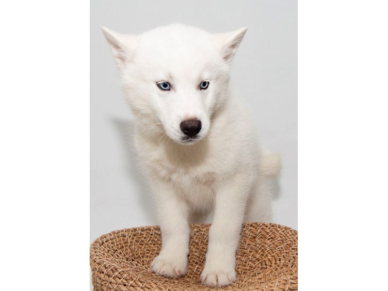 Siberian Husky-DOG-Male-WH-2296933-My Next Puppy