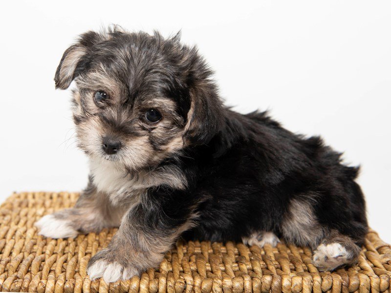 Yorkie/Bichon-Male-Black / Tan-2303240-My Next Puppy