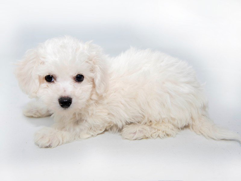 Bichon Frise-DOG-Male-WH-2302766-My Next Puppy