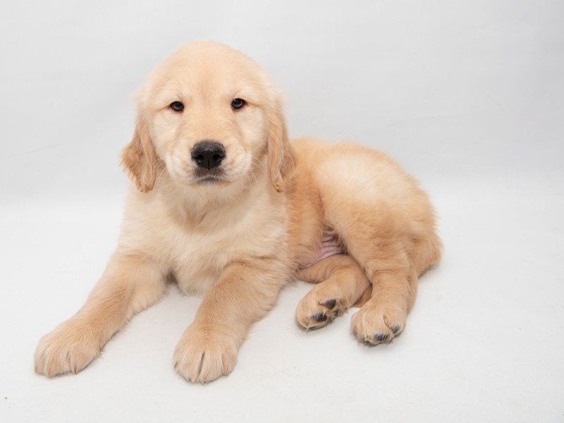 Golden Retriever-DOG-Male-Golden-2308781-My Next Puppy
