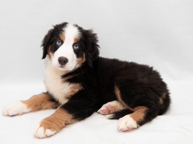 Bernese Mnt. Dog-Male-BLK TN & WH-2308326-My Next Puppy