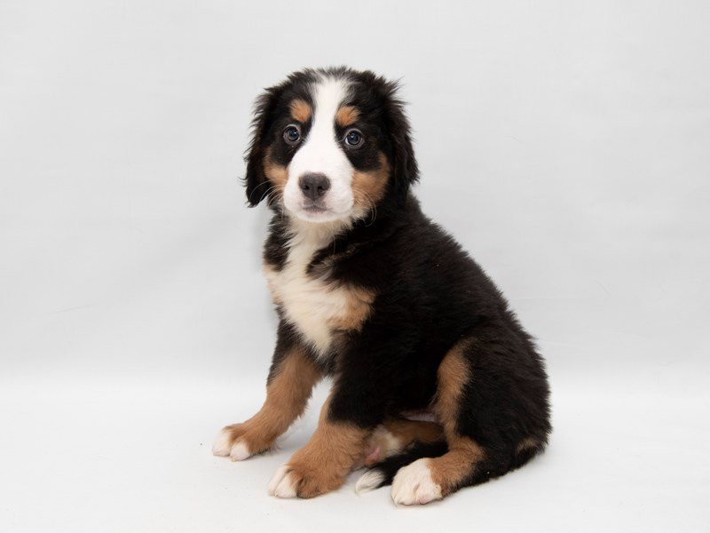 Bernese Mnt. Dog-Female-BLK TN & WH-2308325-My Next Puppy