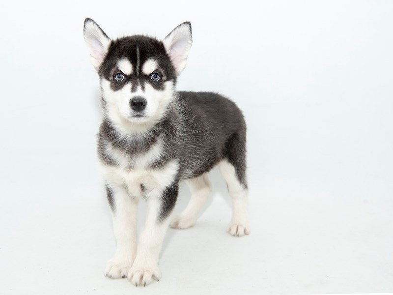 Siberian Husky-DOG-Female-Black / White-2314215-My Next Puppy