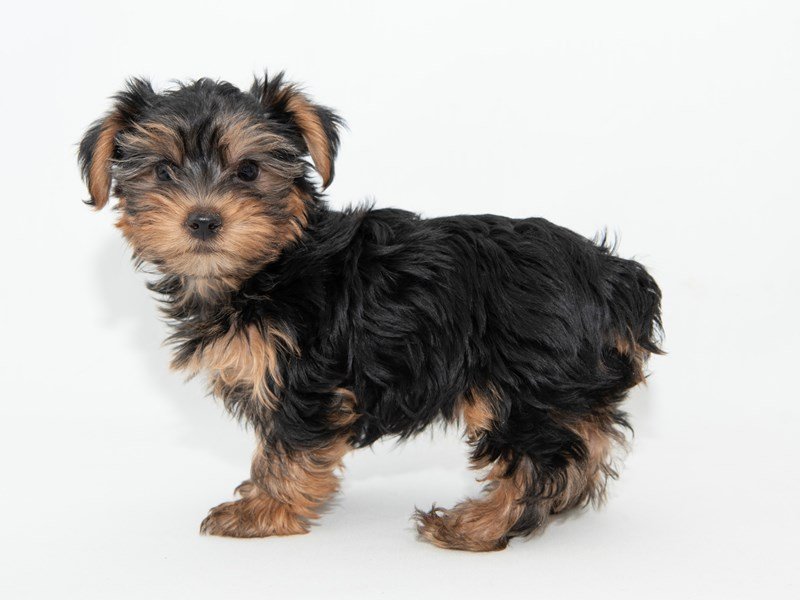 Yorkshire Terrier-DOG-Male-Black / Tan-2314211-My Next Puppy