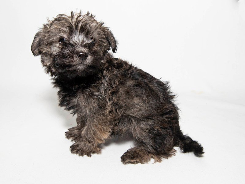 Poodle/Cairn Terrier-DOG-Female-Wheaten-2291731-My Next Puppy