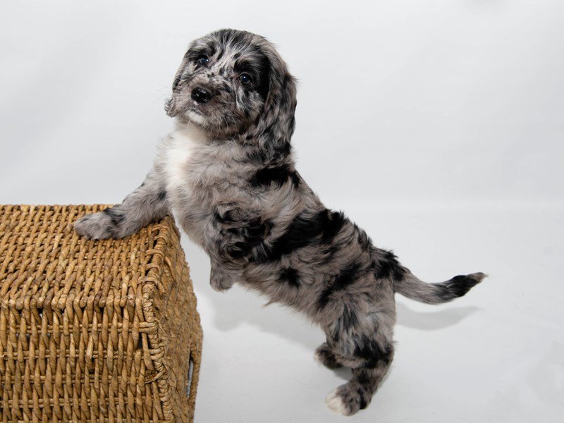 Goldendoodle Mini-DOG-Male-Blue Merle-2303249-My Next Puppy