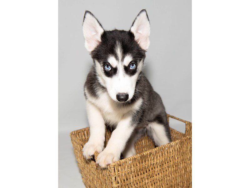 Siberian Husky-DOG-Female-Black / White-2303250-My Next Puppy