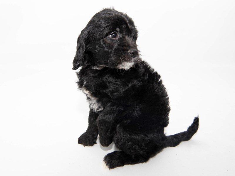 Goldendoodle Mini-DOG-Female-Black-2303247-My Next Puppy