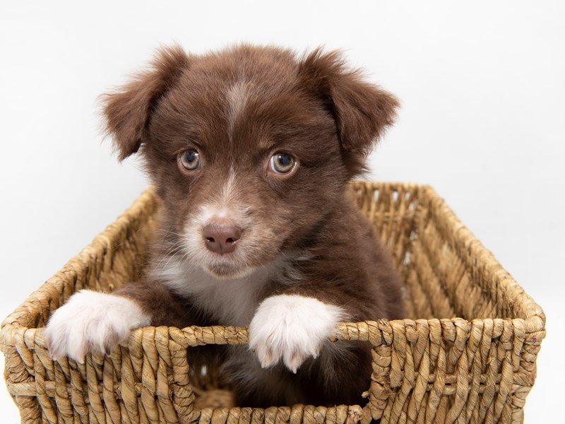 Mini Australian Shepherd-DOG-Female-RD:WH MKGS-2308322-My Next Puppy