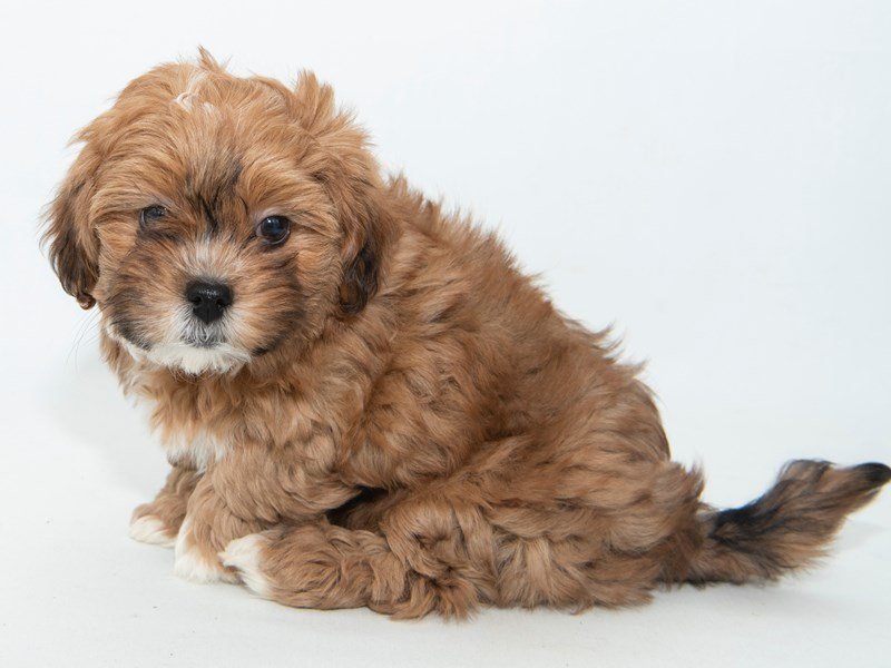 Shihpoo-DOG-Female-Red Gold-2314213-My Next Puppy