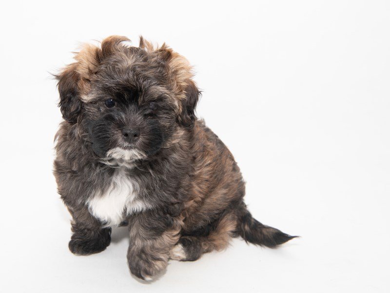 Shihpoo-DOG-Male-Gold Brindle-2314214-My Next Puppy