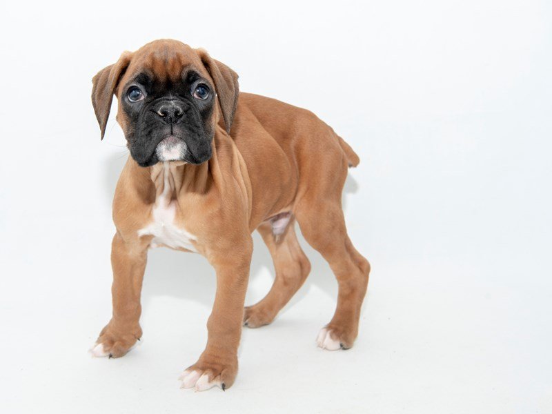 Boxer-DOG-Male-Fawn-2314209-My Next Puppy