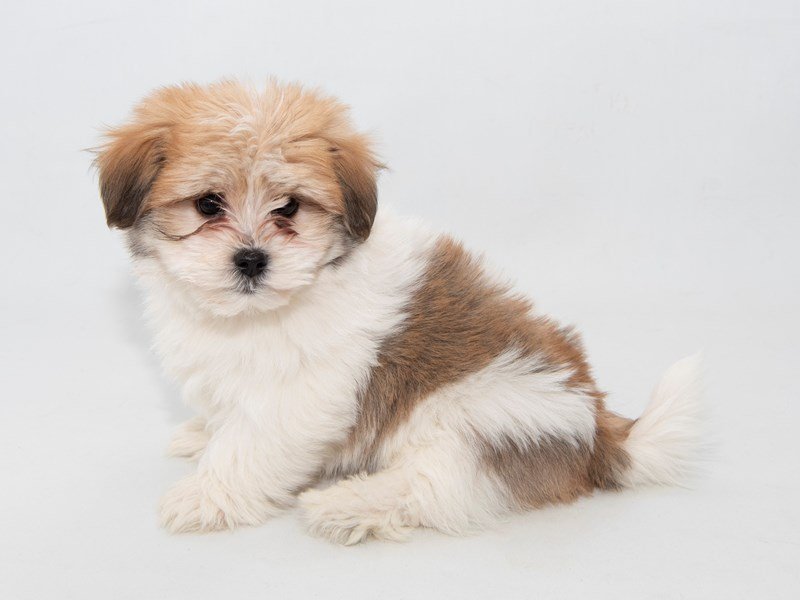 HavaApso-DOG-Male-White / Gold-2308789-My Next Puppy