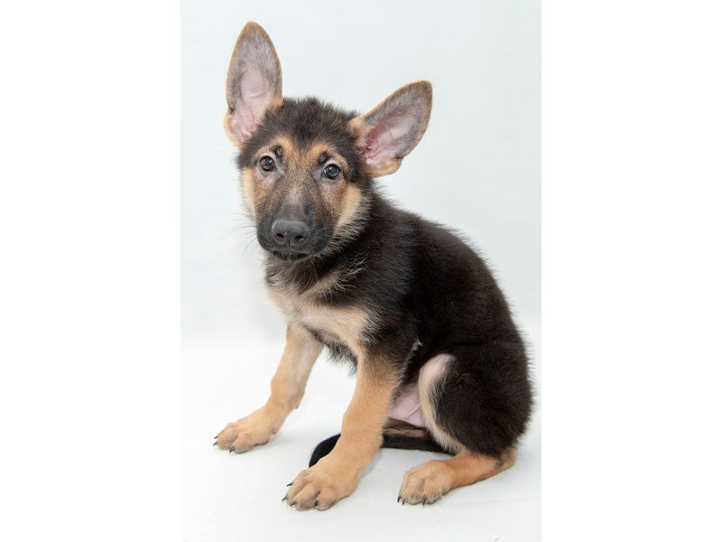 German Shepherd Dog-DOG-Male-Black / Tan-2325168-My Next Puppy