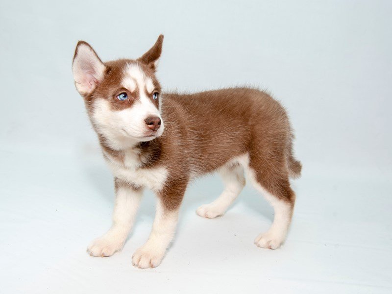 Siberian Husky-DOG-Female-RD & WH-2324579-My Next Puppy
