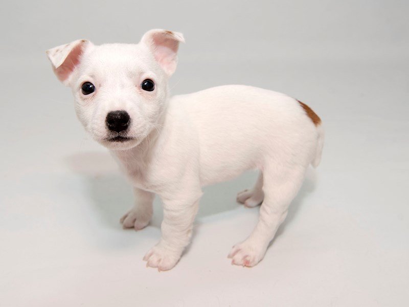 Jack Russell Terrier-DOG-Female-WH:TN MKGS-2324580-My Next Puppy