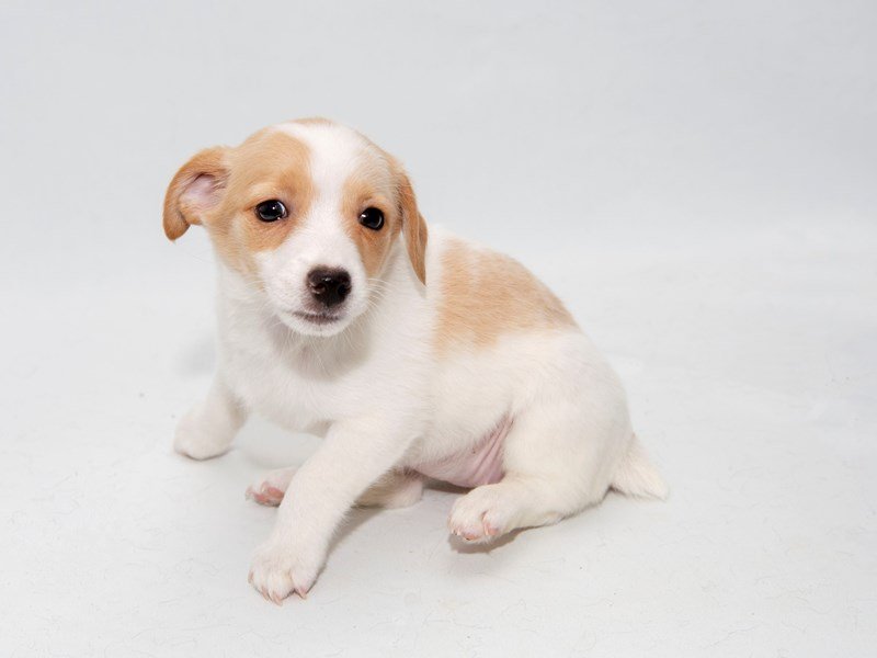 Jack Russell Terrier-DOG-Female-White / Red-2325163-My Next Puppy