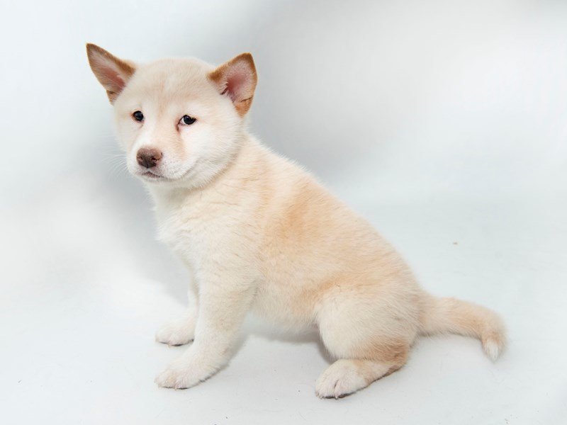 Shiba Inu-DOG-Female-CR-2330123-My Next Puppy