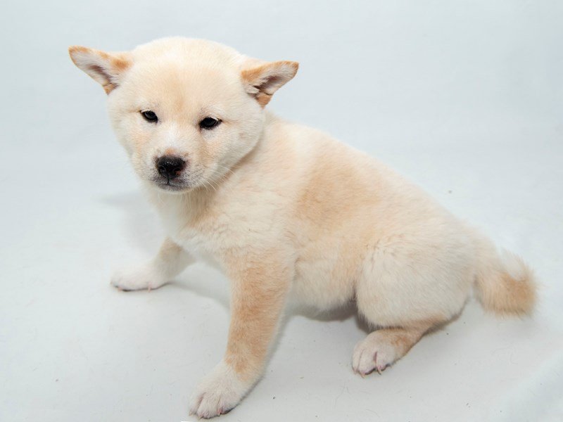 Shiba Inu-DOG-Male-CR-2330122-My Next Puppy