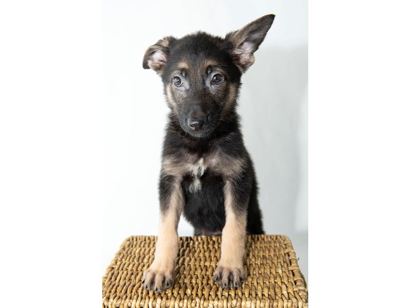 German Shepherd Dog-DOG-Female-Black / Tan-2330656-My Next Puppy