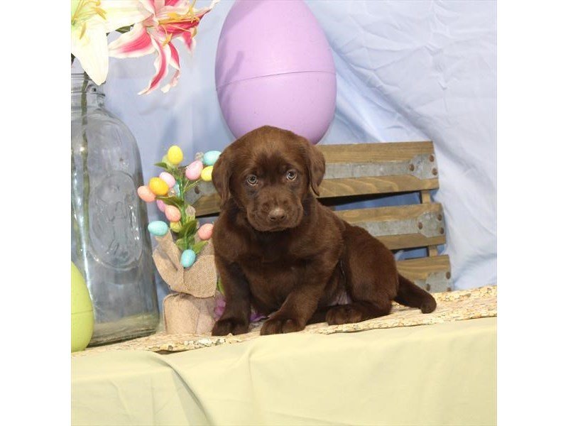 Labrador Retriever-DOG-Female-Chocolate-2335487-My Next Puppy