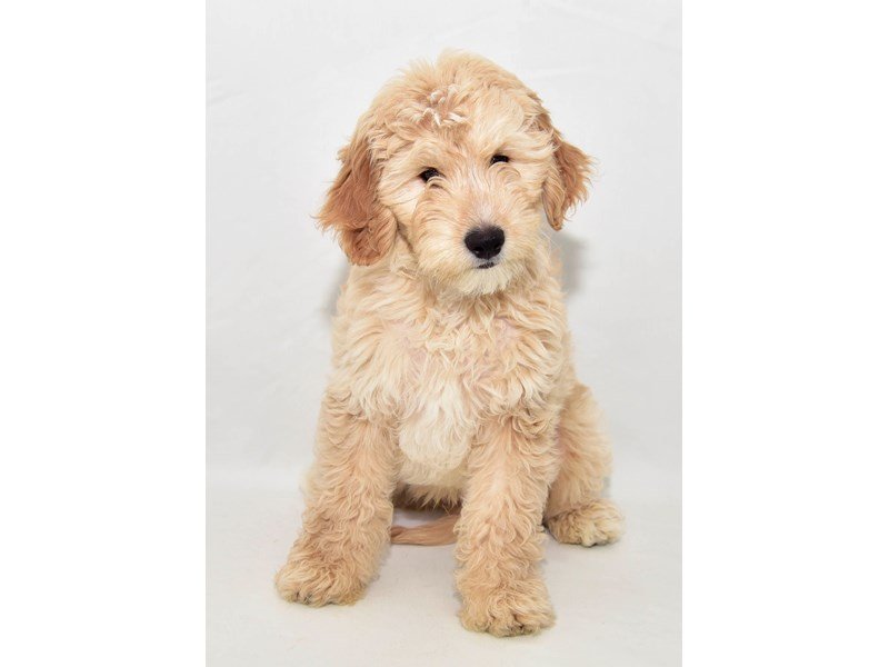 Mini Goldendoodle-DOG-Male-Golden-2316104-My Next Puppy
